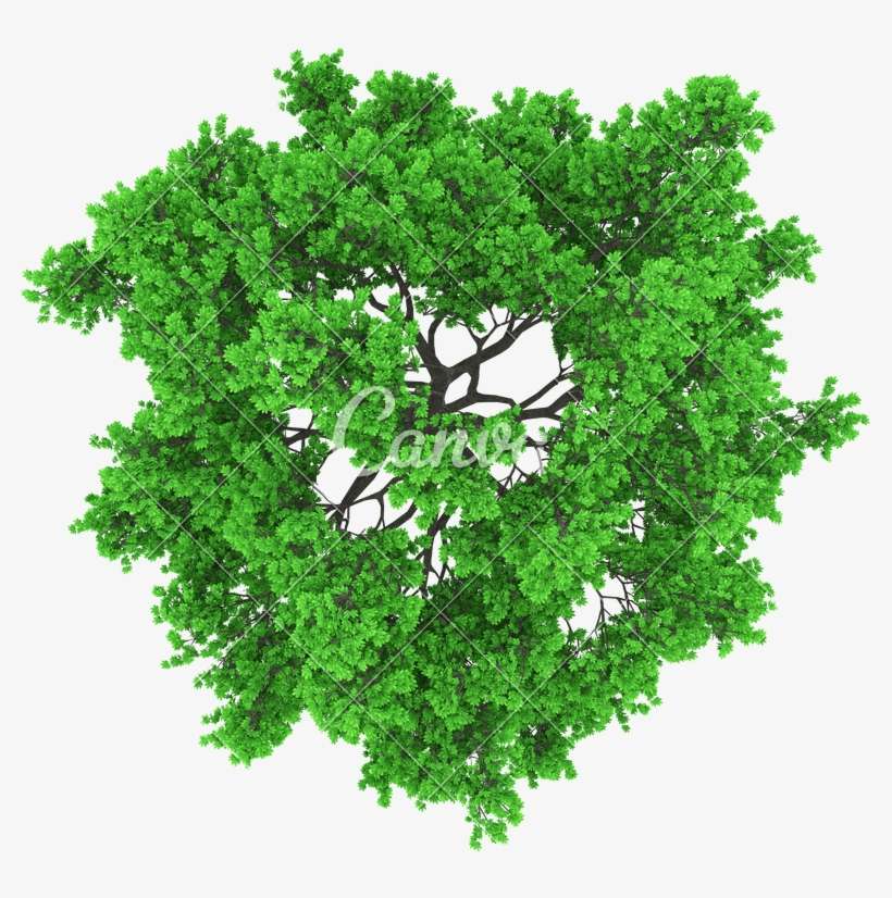 Detail Tree From Top Nomer 15