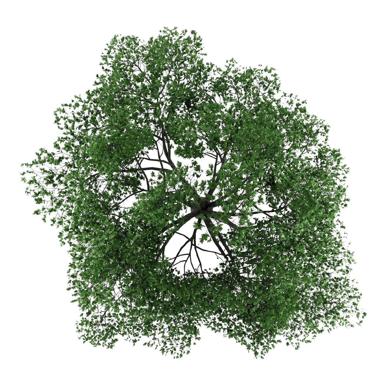 Detail Tree From Top Nomer 16