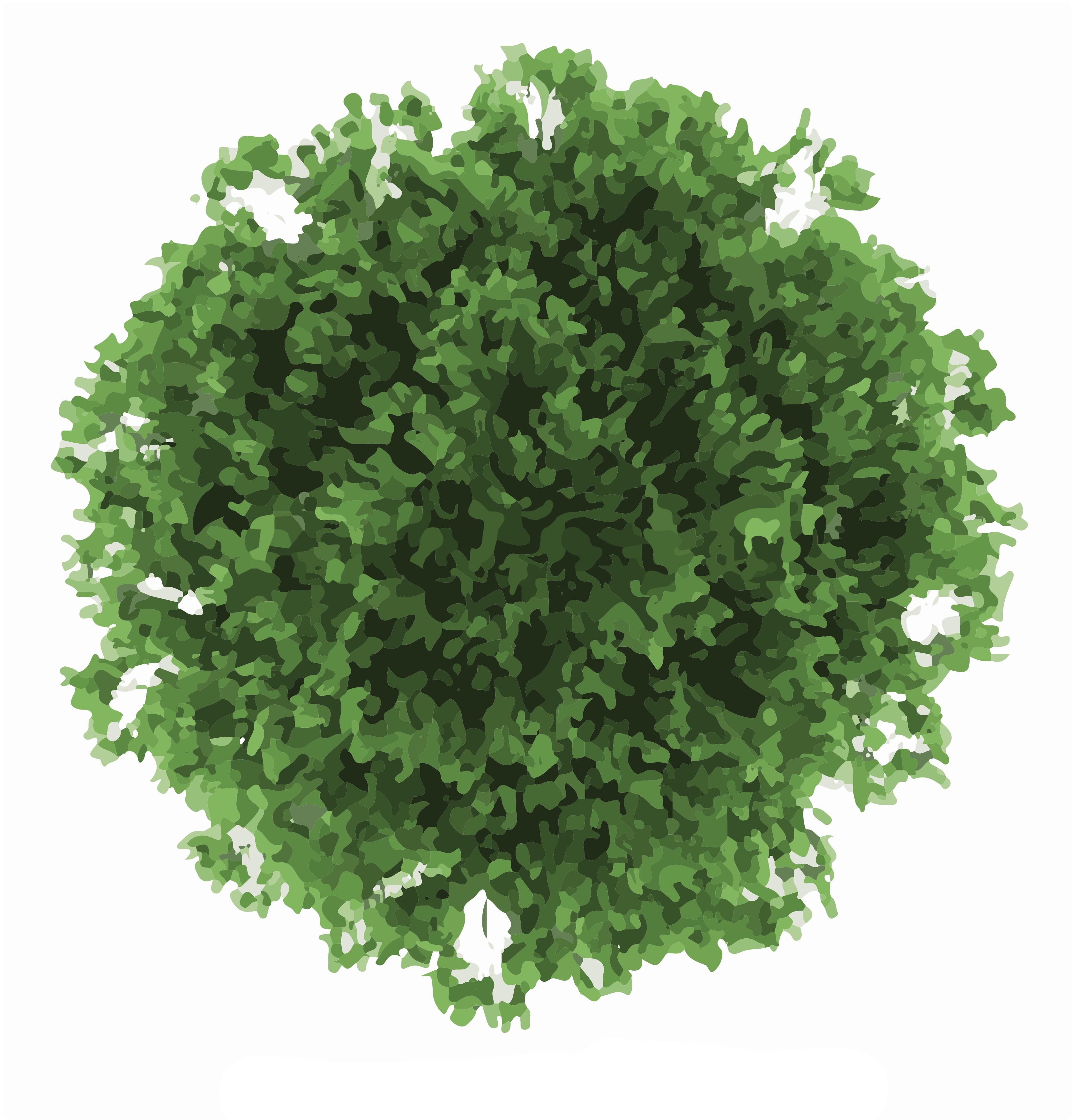 Detail Tree From Top Nomer 18