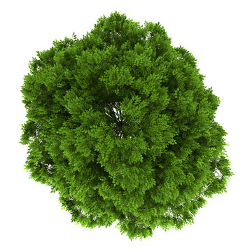 Detail Tree From Top Nomer 19