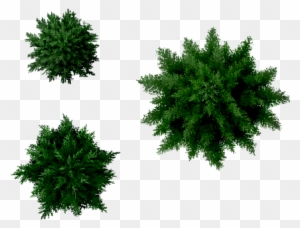 Detail Tree From Top Nomer 42