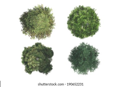 Detail Tree From Top Nomer 10