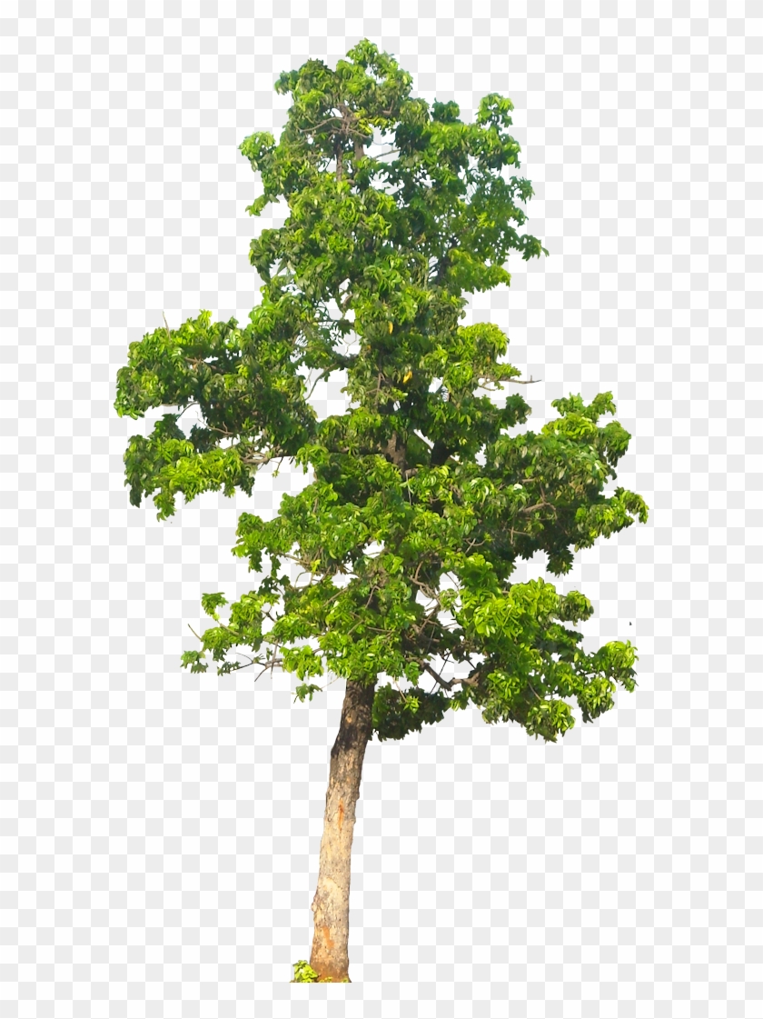 Detail Tree Hd Png Nomer 11