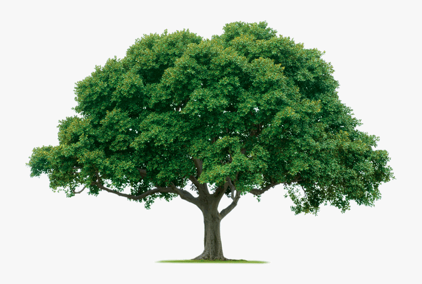 Detail Tree Hd Png Nomer 16