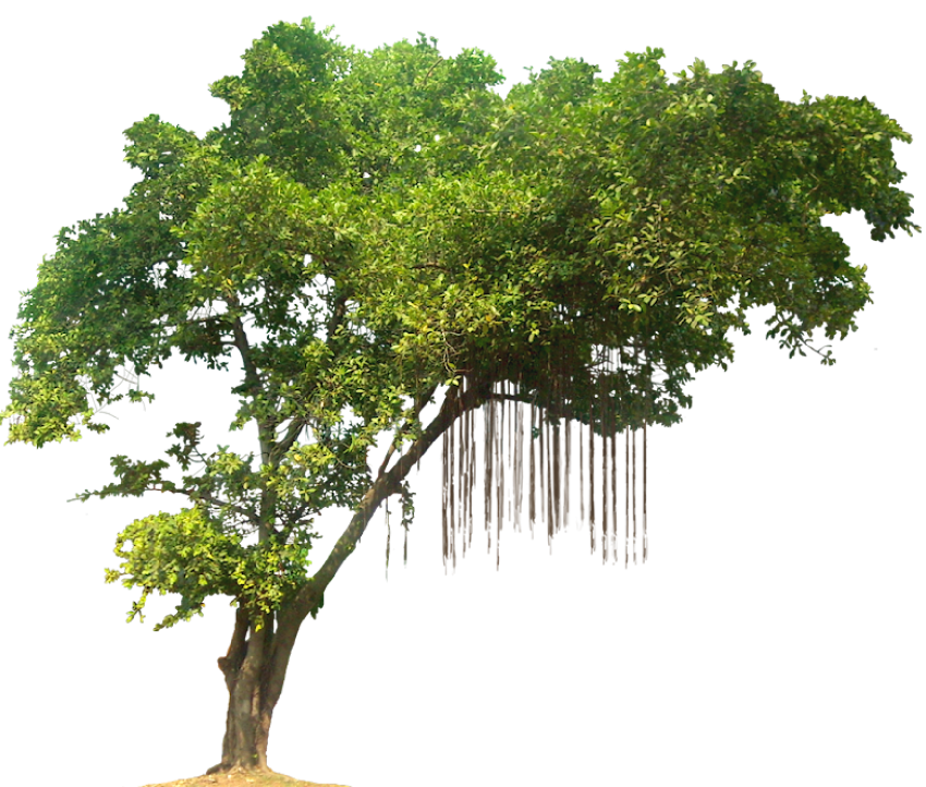 Detail Tree Hd Png Nomer 3