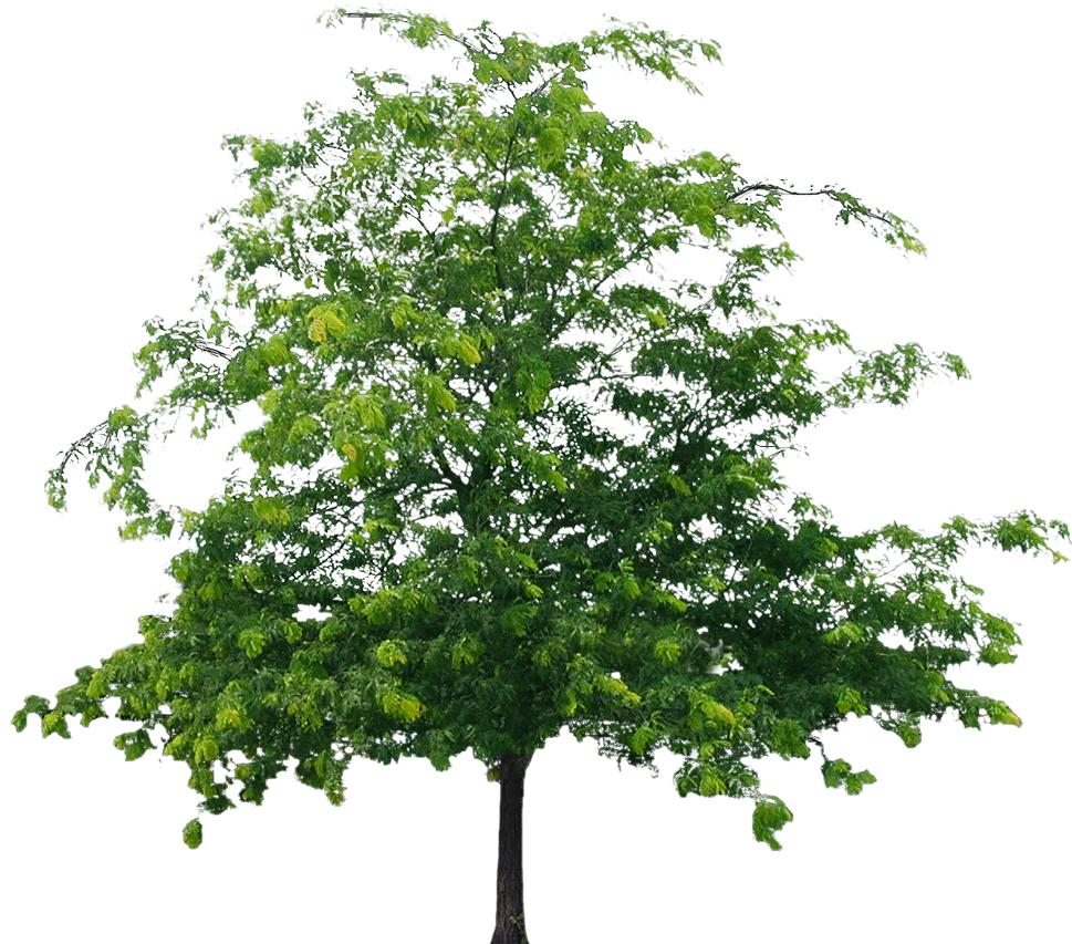 Detail Tree Hd Png Nomer 19