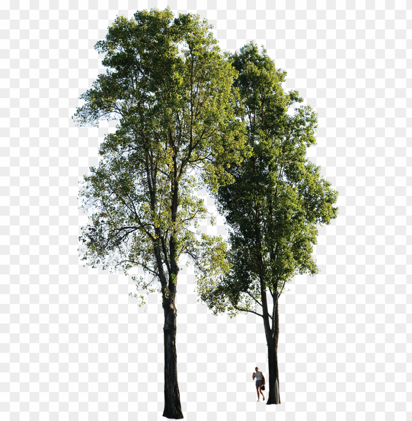 Detail Tree Hd Png Nomer 37