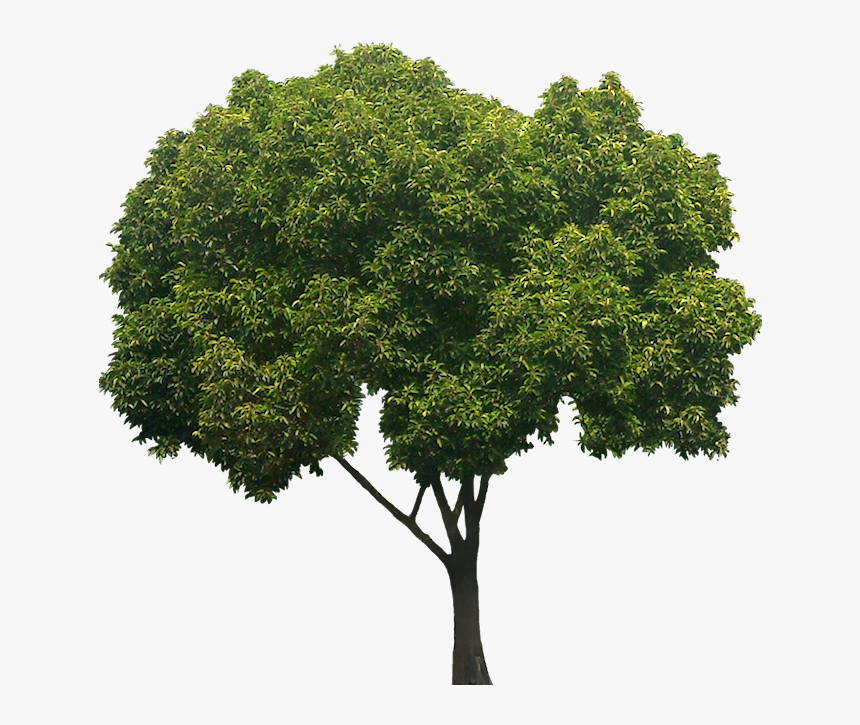 Detail Tree Hd Png Nomer 43