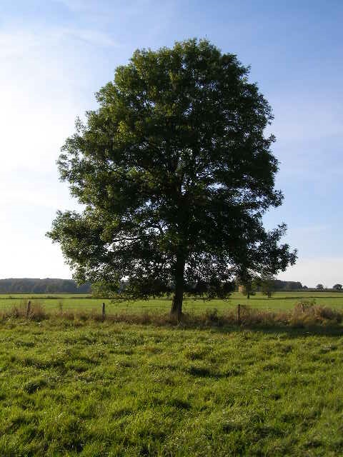 Detail Tree Image Nomer 2
