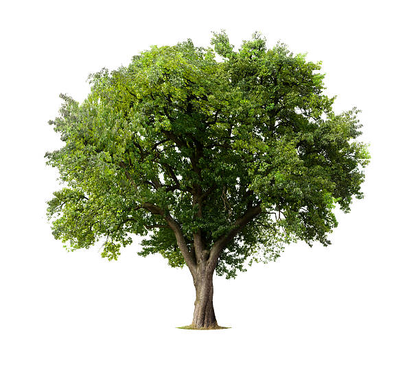 Detail Tree Image Nomer 13