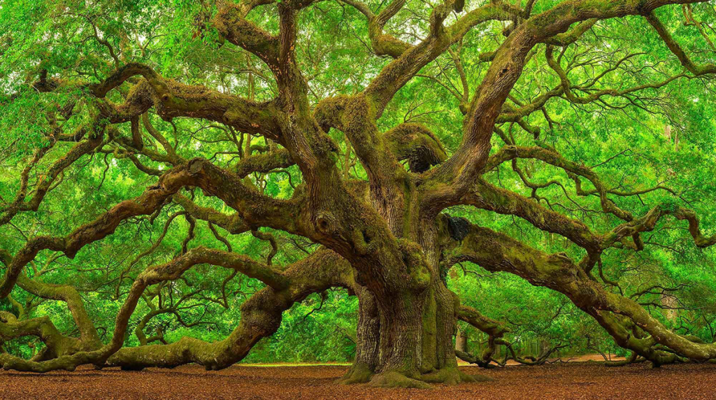 Detail Tree Image Nomer 15
