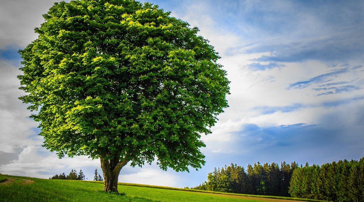 Detail Tree Image Nomer 17