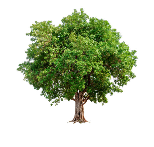 Detail Tree Image Nomer 23