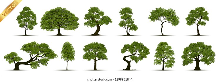 Detail Tree Image Nomer 25