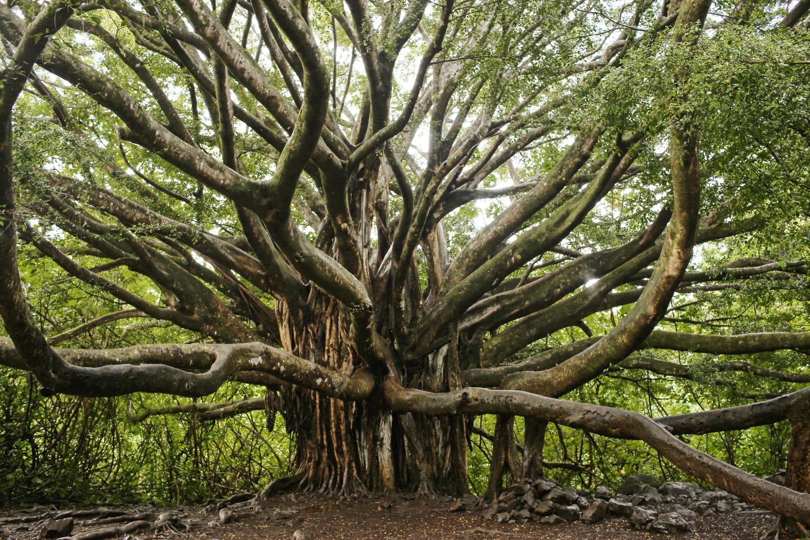 Detail Tree Image Nomer 27