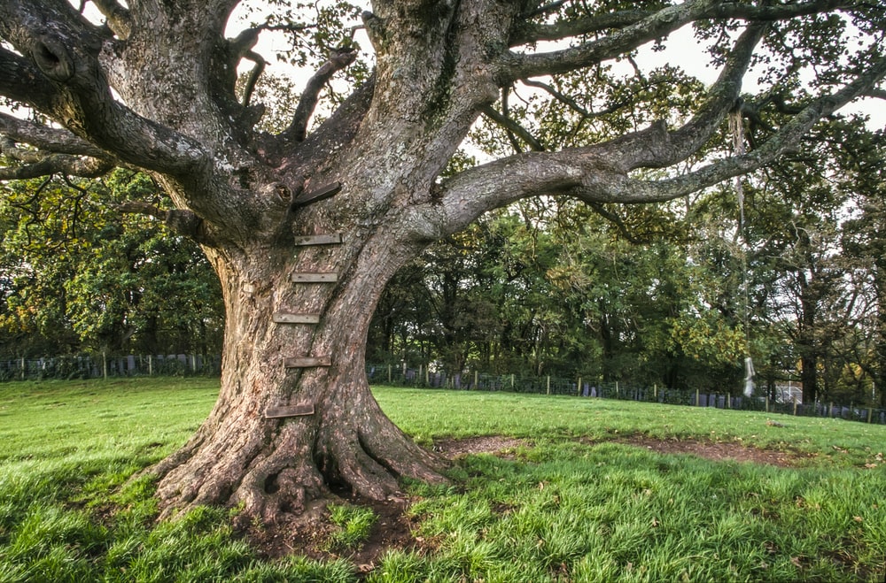 Detail Tree Image Nomer 32