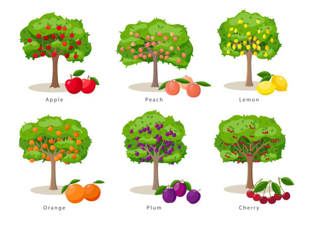Detail Tree Image Nomer 37