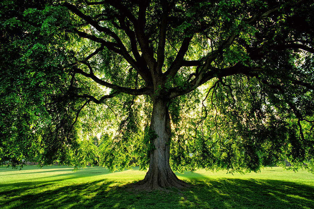 Detail Tree Image Nomer 40