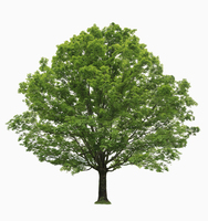 Detail Tree Image Nomer 45