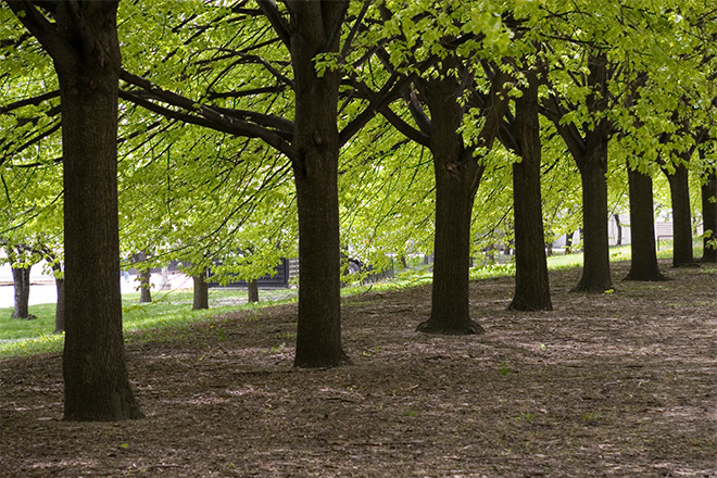 Detail Tree Image Nomer 46
