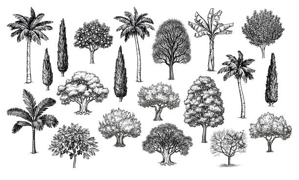 Detail Tree Image Nomer 47