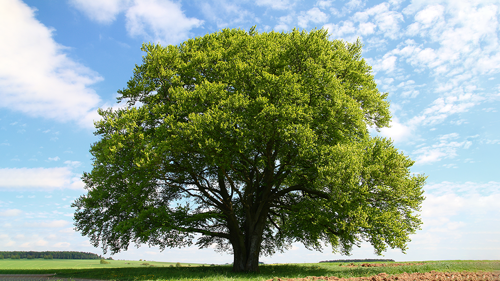Detail Tree Image Nomer 9