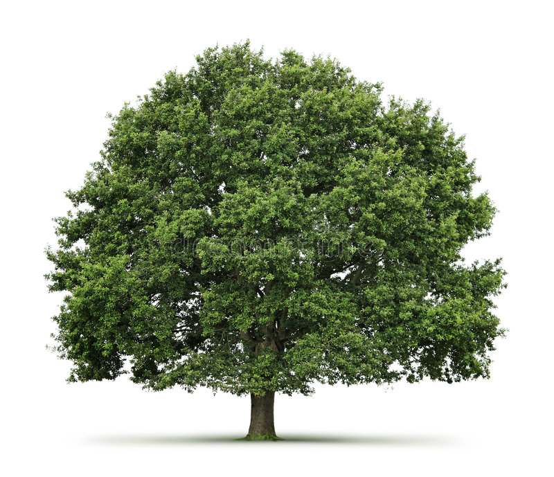 Detail Tree Images Free Nomer 2