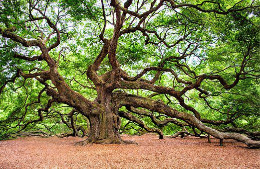Detail Tree Images Free Nomer 10