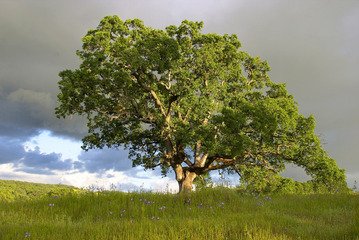 Detail Tree Images Free Nomer 12