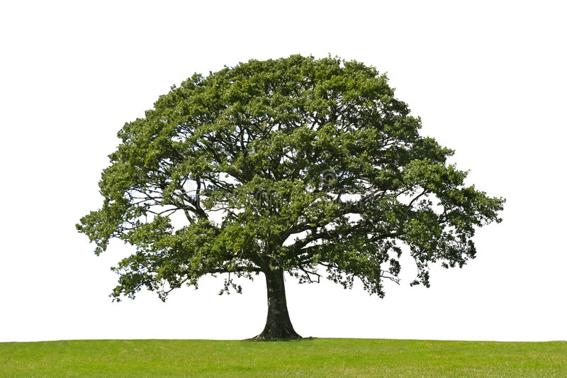 Detail Tree Images Free Nomer 14