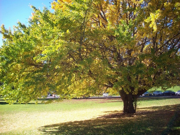 Detail Tree Images Free Nomer 17