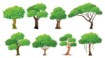 Detail Tree Images Free Nomer 19