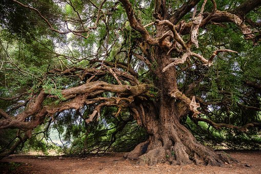 Detail Tree Images Free Nomer 20