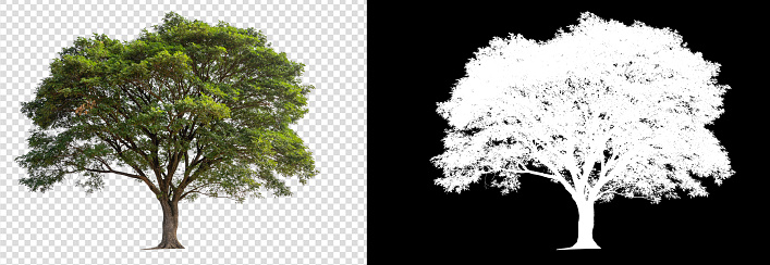 Detail Tree Images Free Nomer 23