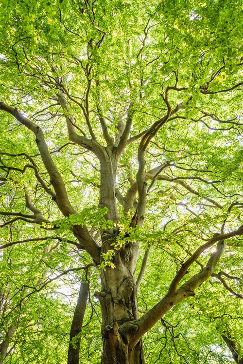 Detail Tree Images Free Nomer 24