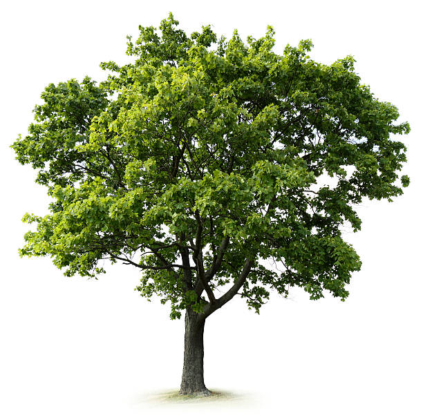 Detail Tree Images Free Nomer 3