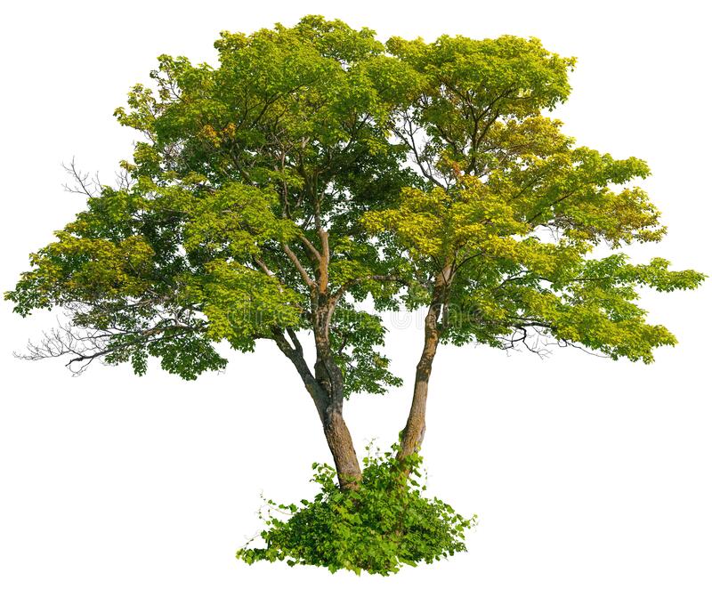 Detail Tree Images Free Nomer 27