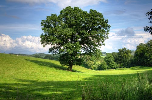 Detail Tree Images Free Nomer 30