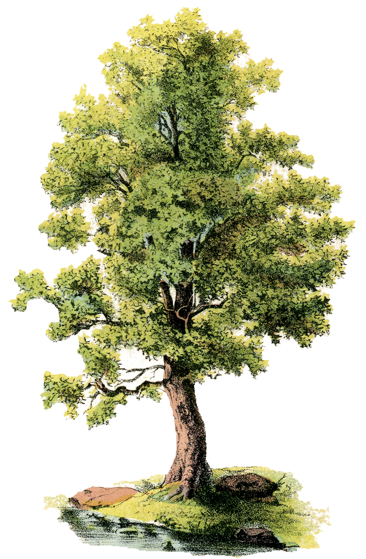 Detail Tree Images Free Nomer 32