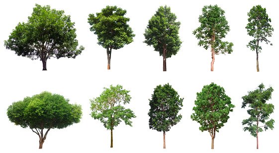 Detail Tree Images Free Nomer 33