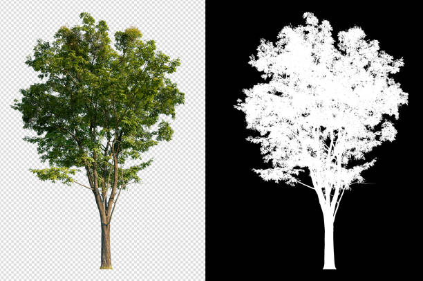 Detail Tree Images Free Nomer 35