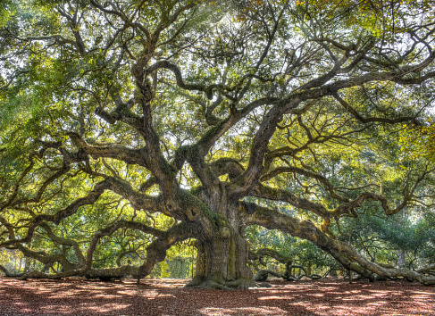 Detail Tree Images Free Nomer 36