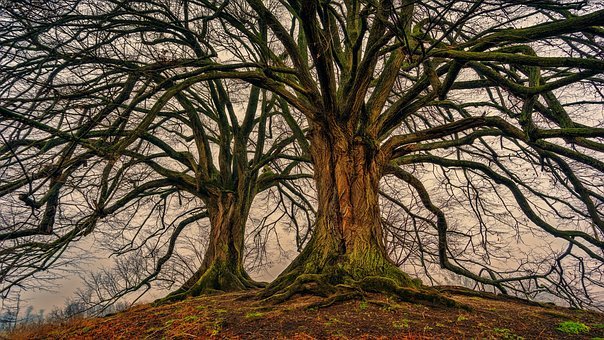 Detail Tree Images Free Nomer 41