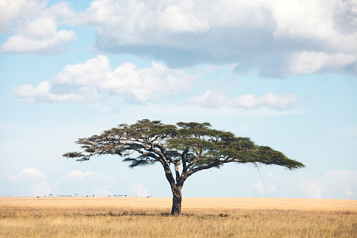 Detail Tree Images Free Nomer 42