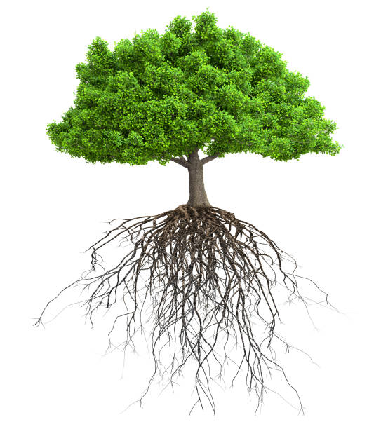 Detail Tree Images Free Nomer 43