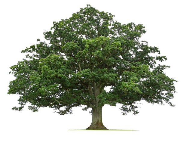 Detail Tree Images Free Nomer 45