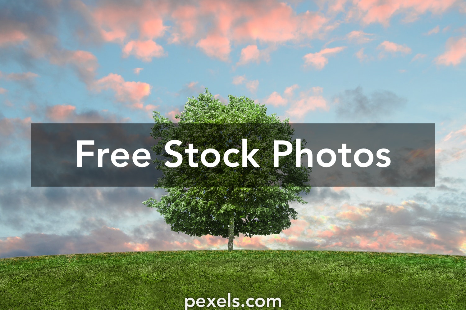 Detail Tree Images Free Nomer 6