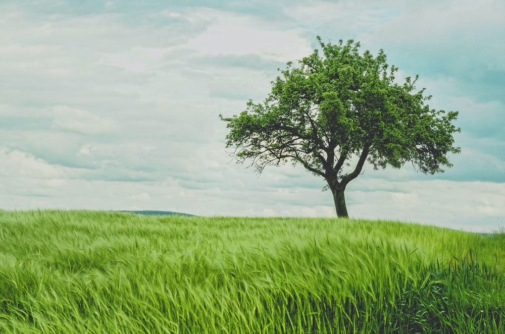 Tree Images Free Download - KibrisPDR