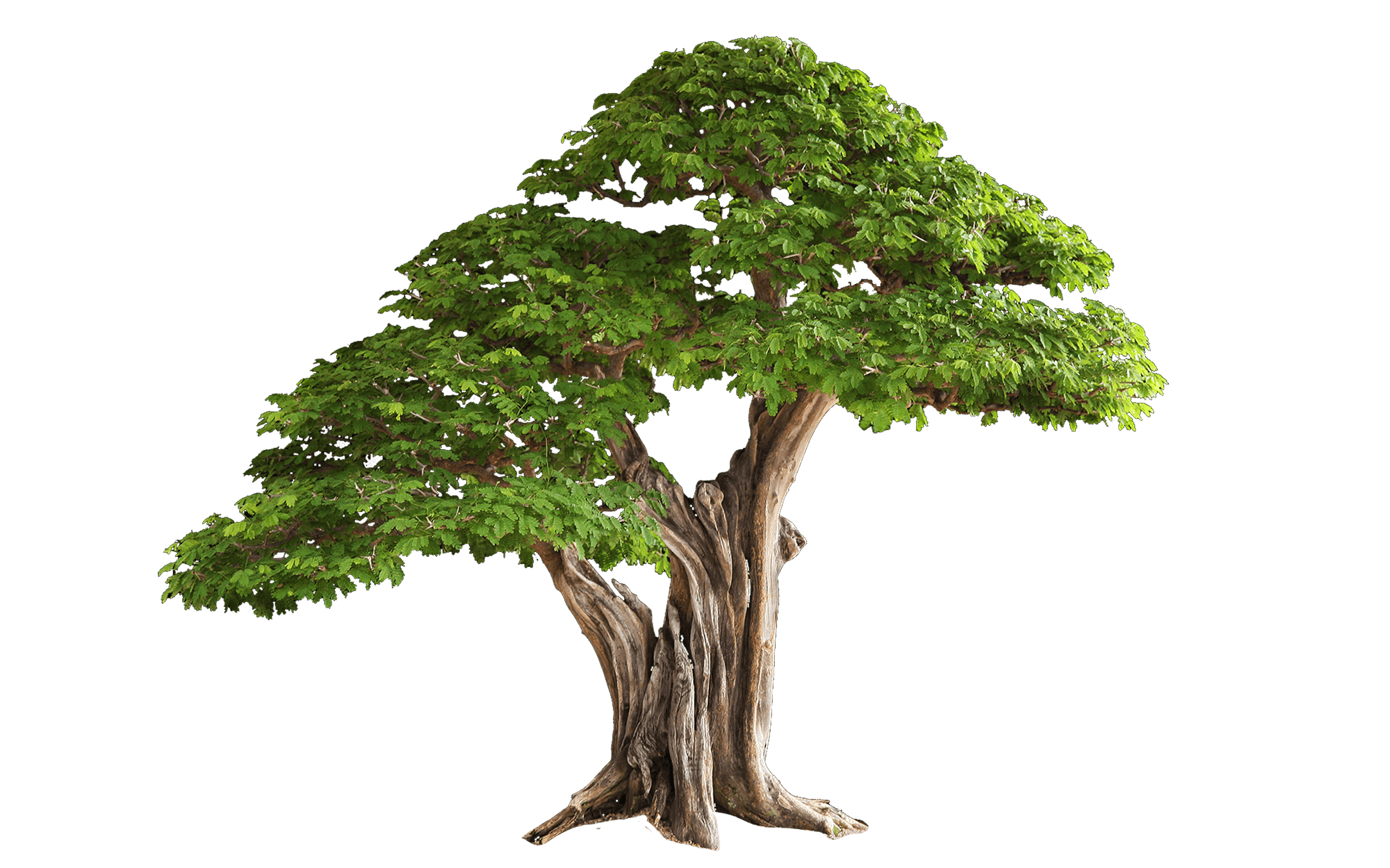 Detail Tree Images Free Download Nomer 10