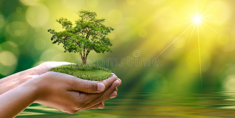 Detail Tree Images Free Download Nomer 11